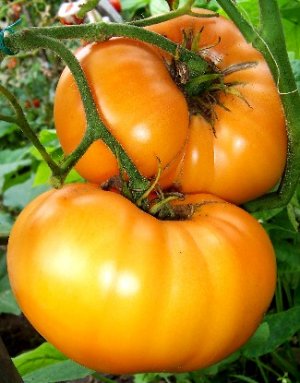 Organic Schellenberg's Favorite Tomato Seeds 15 Count
