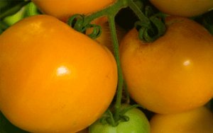 Organic Tangerine Tomato Seeds 20 Count