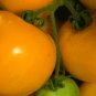 Organic Tangerine Tomato Seeds 20 Count