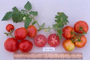 Organic Swiss Alpine Tomato Seeds 20 Count