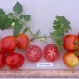Organic Swiss Alpine Tomato Seeds 20 Count