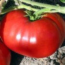 Organic Super Sioux Tomato Seeds 15 Count