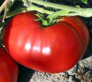 Organic Super Sioux Tomato Seeds 15 Count