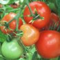 Organic Sub-Arctic Plenty Tomato Seeds 10 Count