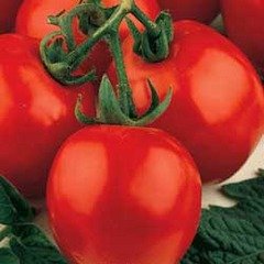 Organic Stupice Tomato Seeds 15 Count
