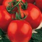 Organic Stupice Tomato Seeds 15 Count
