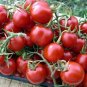 Organic Principe Borghese Tomato Seeds 15 Count