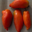Organic Polish Paste Tomato Seeds 10 Count