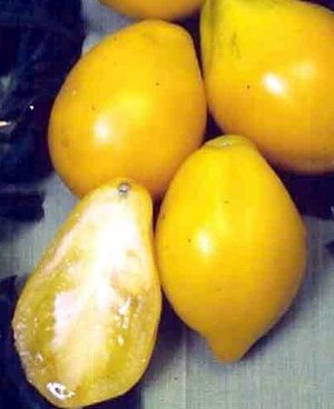 Organic Plum Lemon Tomato Seeds 10 Count