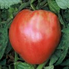 Organic Pink Oxheart Tomato Seeds 15 Count
