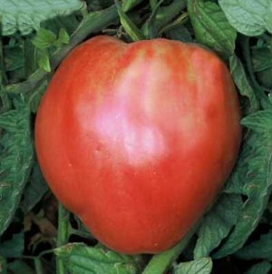 Organic Pink Oxheart Tomato Seeds 15 Count