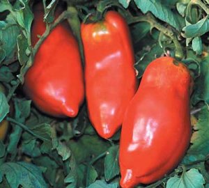Organic Opalka Tomato Seeds 10 Count