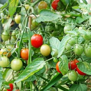 Organic Riesentraube Tomato Seeds 15 Count