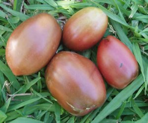 Organic Purple Russian Tomato Seeds 20 Count