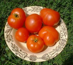 Organic Mule Team Tomato Seeds 20 Count