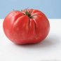 Organic Mortgage Lifter Tomato Seeds 10 Count