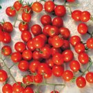 Organic Mexico Midget Tomato Seeds 20 Count