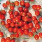 Organic Mexico Midget Tomato Seeds 20 Count