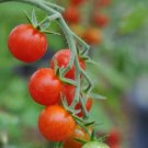 Organic Matts Wild Cherry Tomato Seeds 15 Count