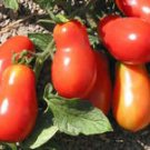 Organic Martinos Roma Tomato Seeds 10 Count
