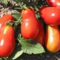 Organic Martinos Roma Tomato Seeds 10 Count