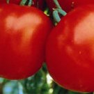 Organic Marglobe Tomato Seeds 15 Count