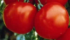 Organic Marglobe Tomato Seeds 15 Count
