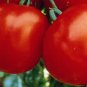 Organic Marglobe Tomato Seeds 15 Count