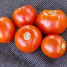 Organic Old Virginia Tomato Seeds 15 Count
