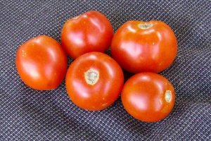Organic Old Virginia Tomato Seeds 15 Count