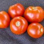 Organic Old Virginia Tomato Seeds 15 Count