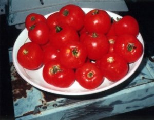 Organic Old Brooks Tomato Seeds 15 Count