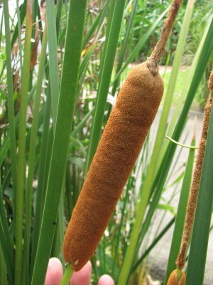 Broadleaf Cattail Seeds - 200 Count