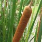 Broadleaf Cattail Seeds - 200 Count