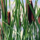 Southern Cattail Seeds 200 Count