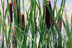 Southern Cattail Seeds 200 Count
