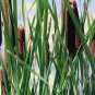 Southern Cattail Seeds 200 Count