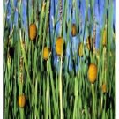 Dwarf Cattail Seeds 200 Count