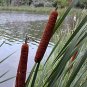 Blue Cattail Seeds 200 Count