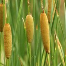 Oriental Cattail Seeds 200 Count