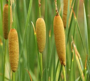 Oriental Cattail Seeds 200 Count