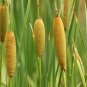 Oriental Cattail Seeds 200 Count