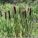 Gianttail Cattail Seeds 200 Count