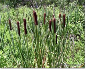 Gianttail Cattail Seeds 200 Count