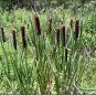 Gianttail Cattail Seeds 200 Count