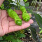 Organic Peter Pepper, Green Seeds 25 Count