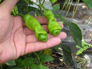 Organic Peter Pepper, Green Seeds 25 Count