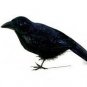 Pretty Feather Black CROW with Dark Blue Glitter