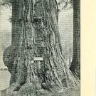 JUMBO BIG TREE GROVE SANTA CRUZ CALIFORNIA EARLY POSTCD