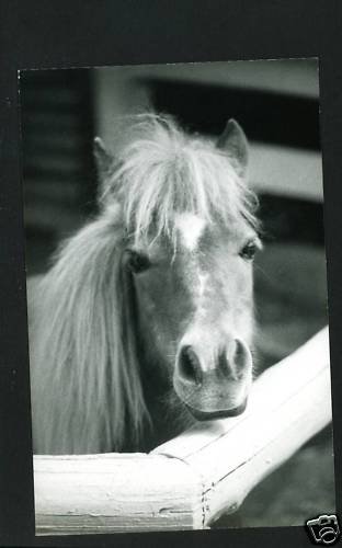 RPPC PONY HEAD BY FENCE A CUMMINGS PHOTO RP POSTCARD